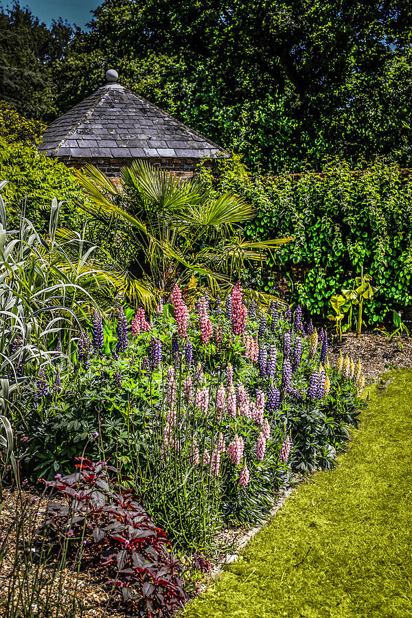 Lupins #4 Photograph by Chris Smith