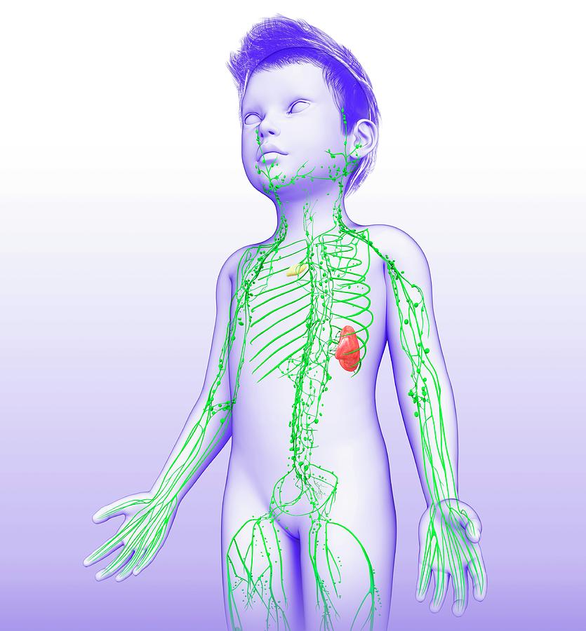 Lymphatic System Of A Child Photograph by Pixologicstudio/science Photo