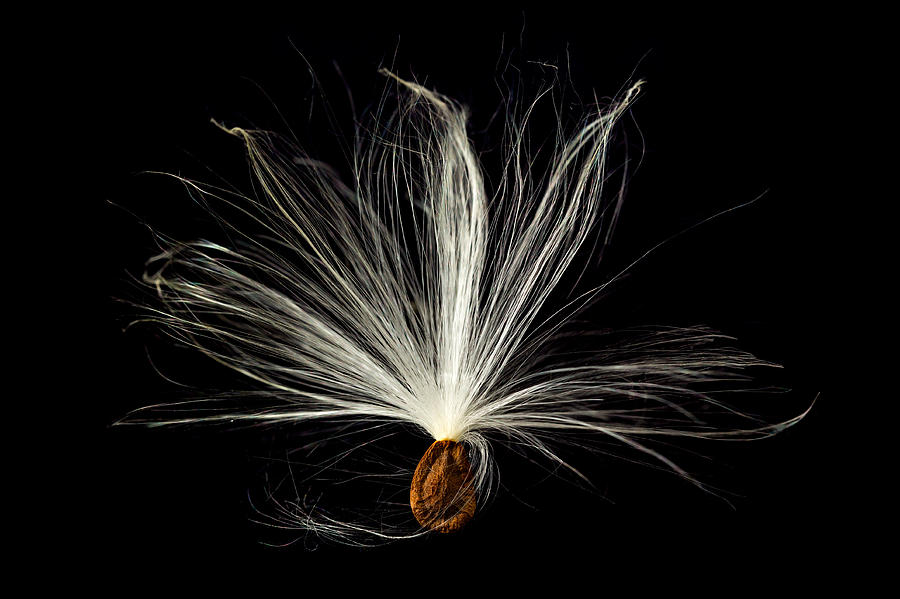 Macro photo of swamp milkweed seed pod #4 Photograph by Steven Heap