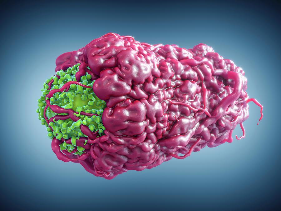 Nobody Photograph - Macrophage Engulfing Cancer Cell #4 by Maurizio De Angelis