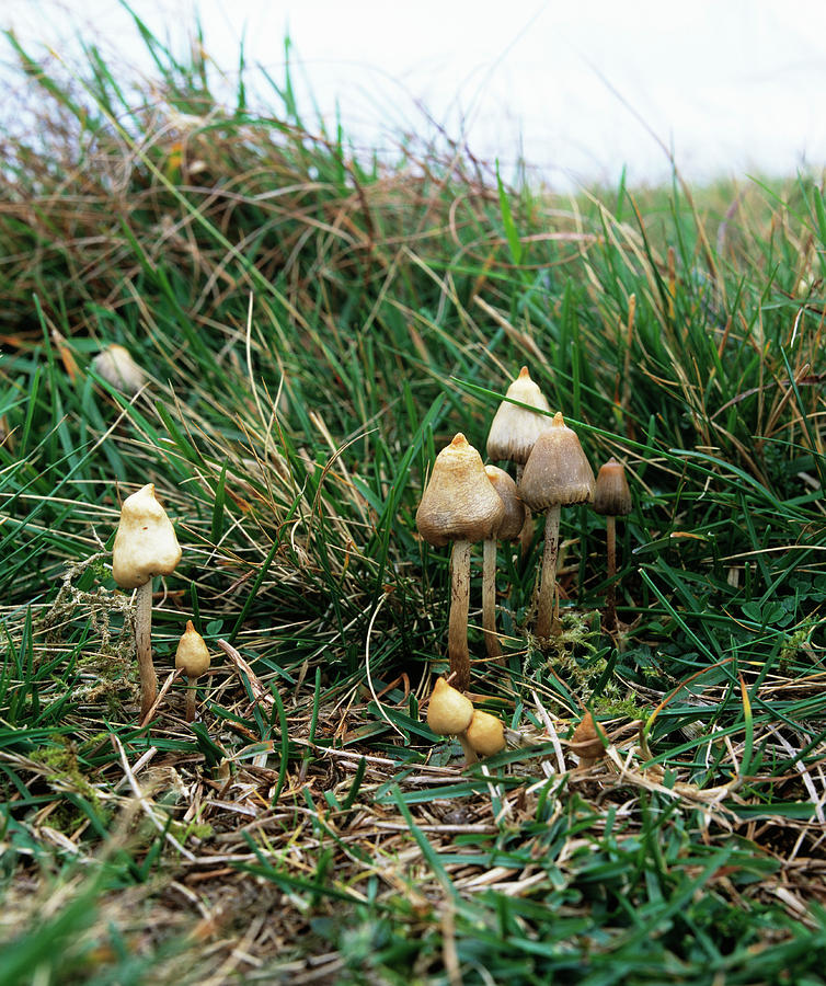 Mushroom Photograph - Magic Mushrooms #4 by Martin Bond/science Photo Library