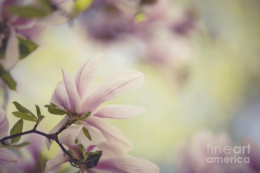 Magnolia Movie Photograph - Magnolia Flowers #4 by Nailia Schwarz