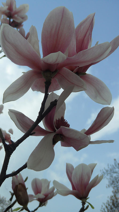 Magnolia Flowers #16 Photograph by Xueyin Chen