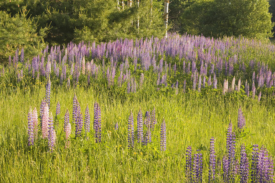 Maine Wild Lupine Flowers #4 Photograph by Keith Webber Jr