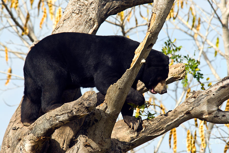 Malaysian Sun Bear #4 Photograph by Mark Newman
