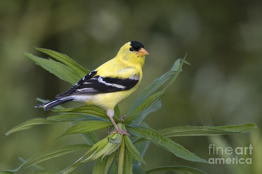 Male American Goldfinch #4 Photograph by Linda Freshwaters Arndt
