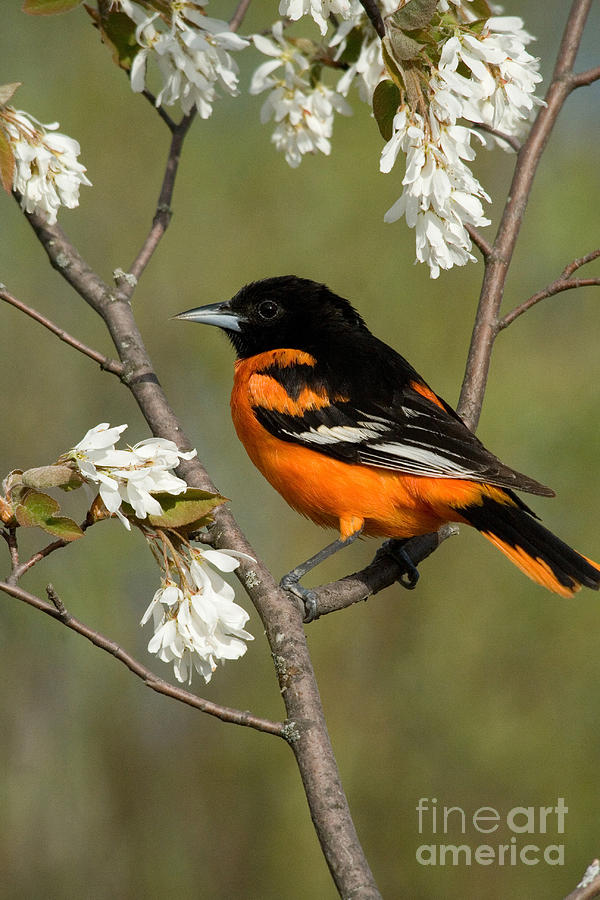 Male Baltimore Oriole #4 Photograph by Linda Freshwaters Arndt