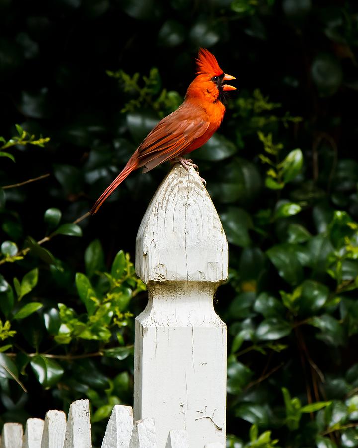 Male Cardinal #4 Photograph by Robert L Jackson