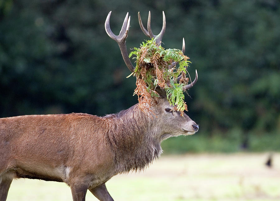 Deer Photograph - Male European Red Deer #4 by John Devries/science Photo Library