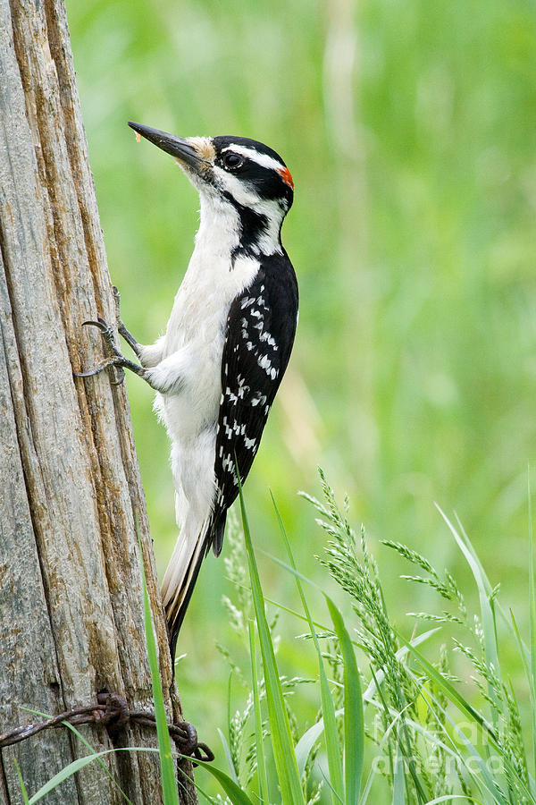Woodpecker Photograph - Male Hairy Woodpecker #4 by Linda Freshwaters Arndt
