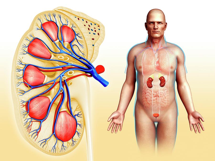 male anatomy kidneys
