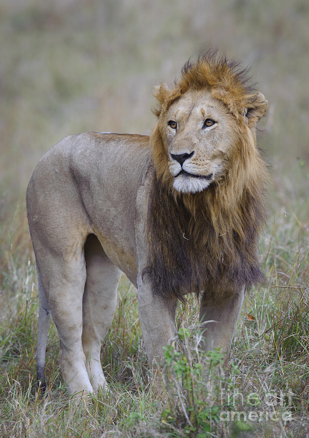 Male Lion #4 Photograph by John Shaw