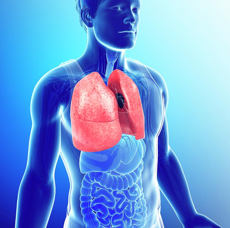 Male Lungs Photograph by Pixologicstudio/science Photo Library - Fine ...