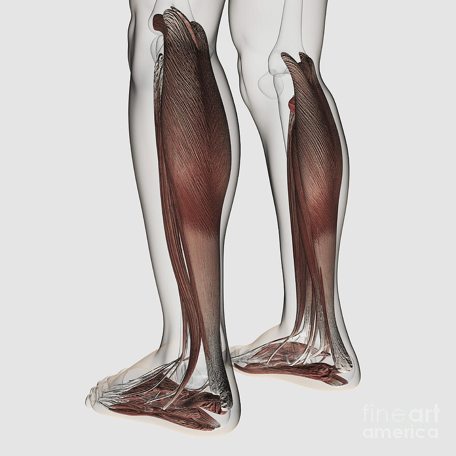 Male Leg Muscles Diagram - Muscular System Wikipedia / Muscle diagram