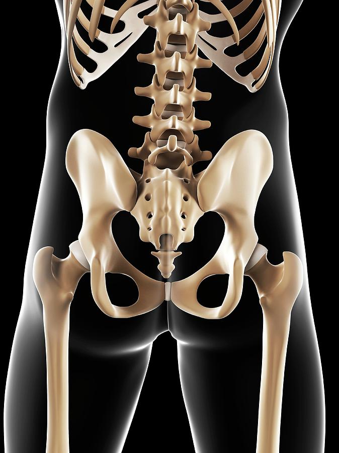 Male Pelvis Bones Photograph By Scieproscience Photo Library Pixels 8357
