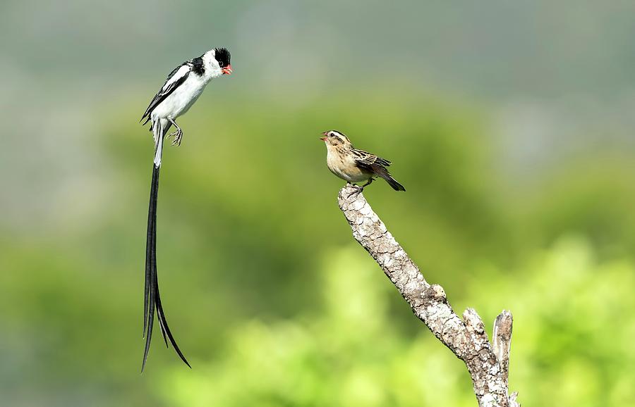 Animal Photograph - Male Pin-tailed Whydah In Mating Display #4 by Tony Camacho