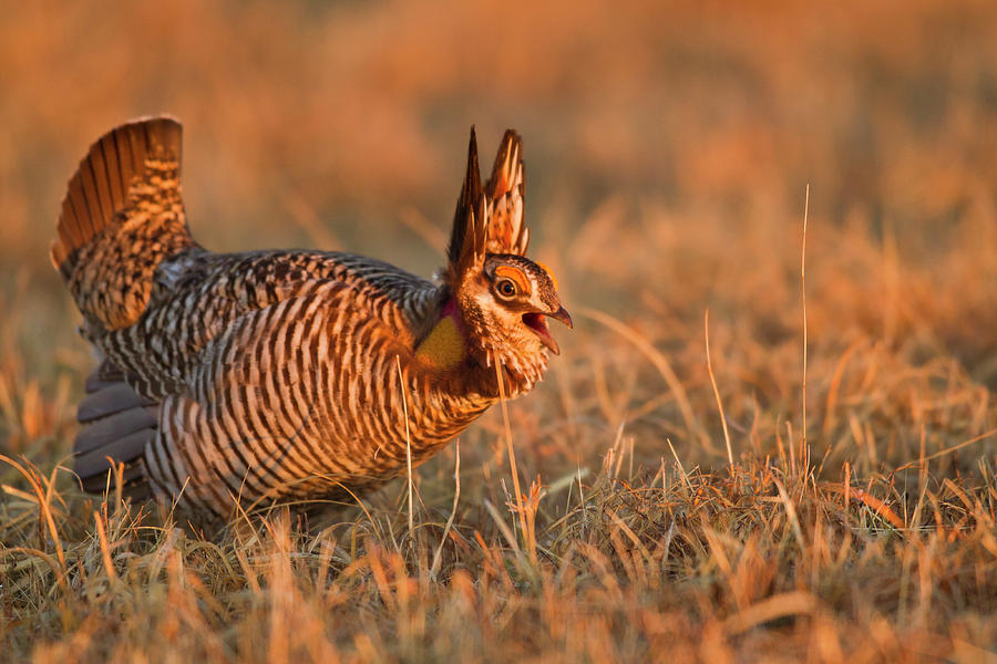 Wildlife Photograph - Male Prairie Chickens At Lek In Loup #4 by Chuck Haney