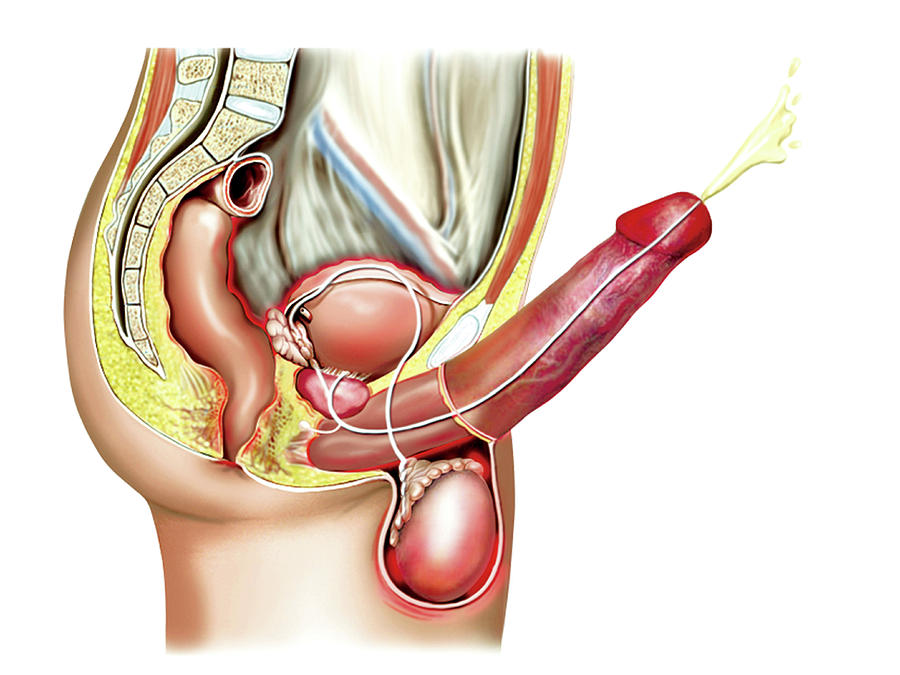 Male Sexual Response #4 Photograph by Asklepios Medical Atlas