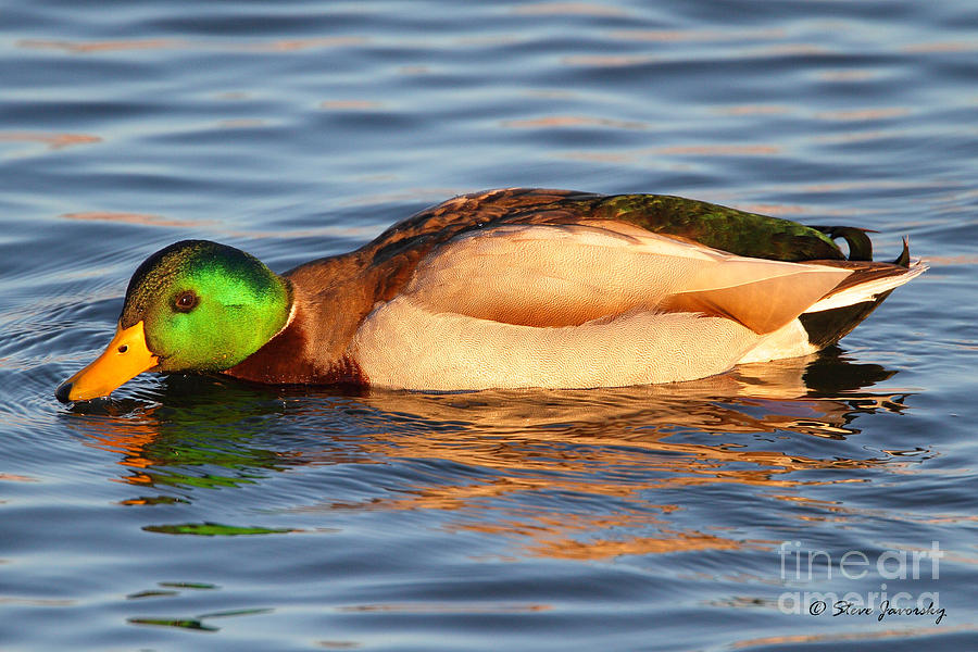 Mallard Duck #4 Photograph by Steve Javorsky