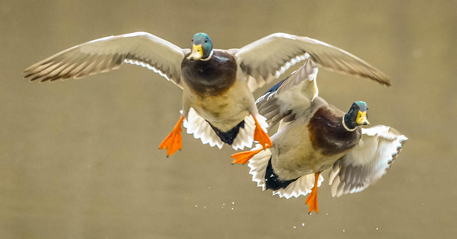 Mallard Ducks #4 Photograph by Brian Stevens