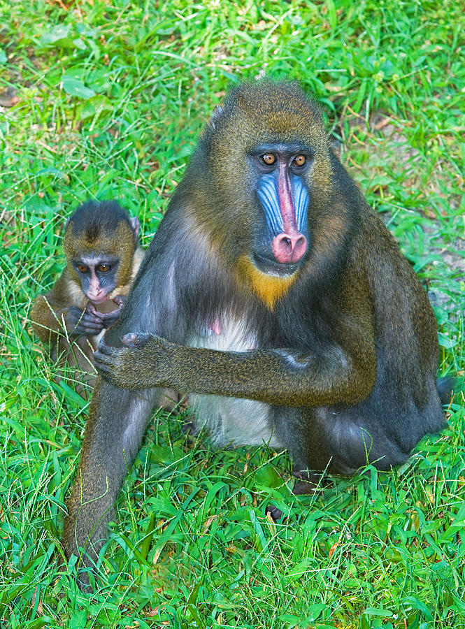 Nature Photograph - Mandrill Mother And Baby #4 by Millard H. Sharp