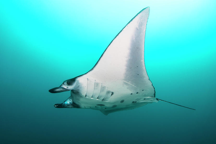 Manta Ray At Manta Alley In Komodo #4 Photograph by Brandi Mueller - Pixels