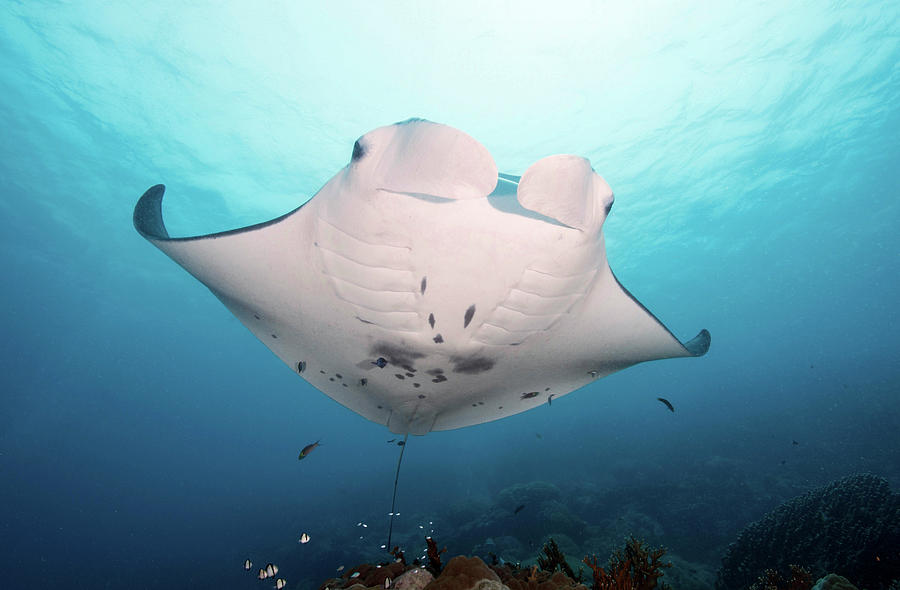 Manta Ray, Yap, Micronesia #4 Photograph by Andreas Schumacher