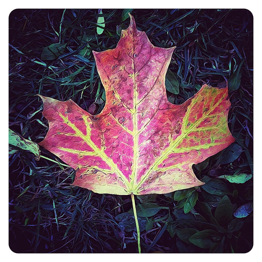 Maple Leaf #2 Photograph by Natasha Marco