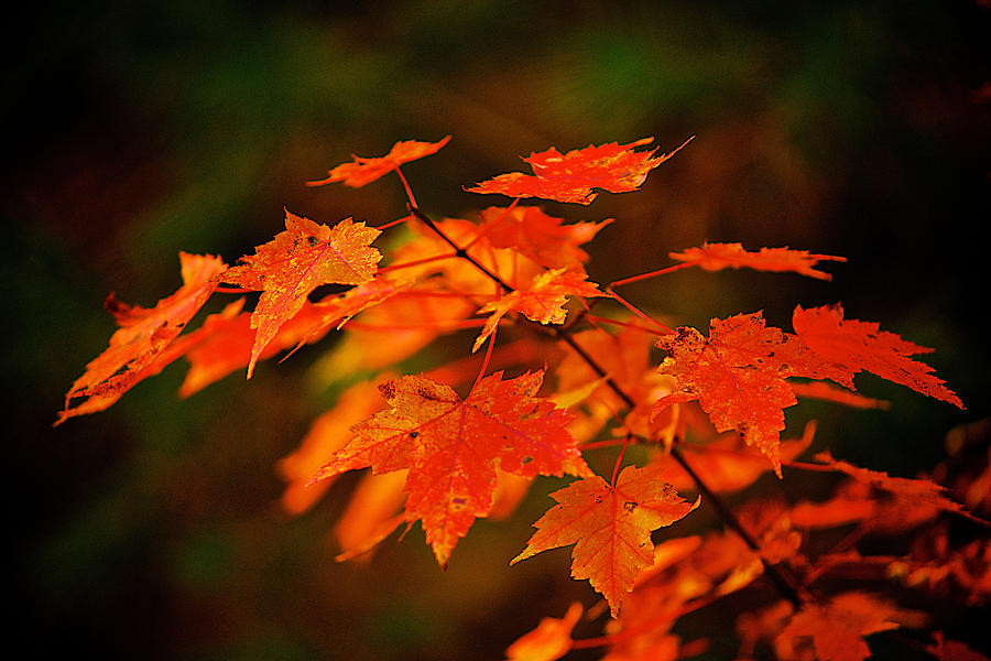 Maple Leaves #4 Photograph by Prince Andre Faubert