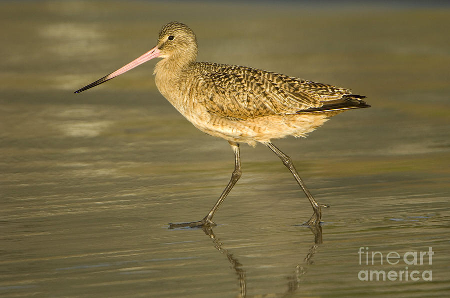 Marbled Godwit #4 Photograph by John Shaw
