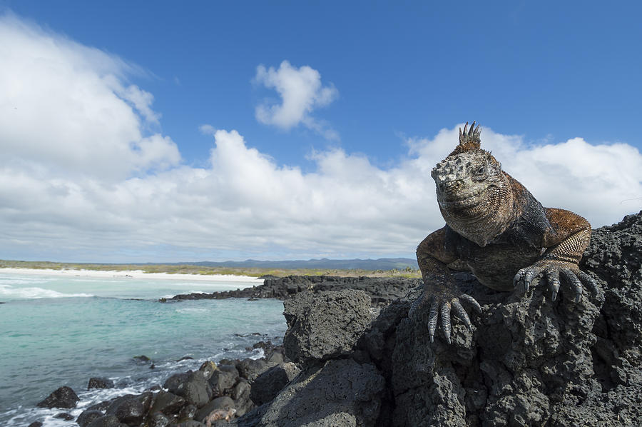 Marine Iguana Tortuga Bay Galapagos #4 Photograph by Tui De Roy