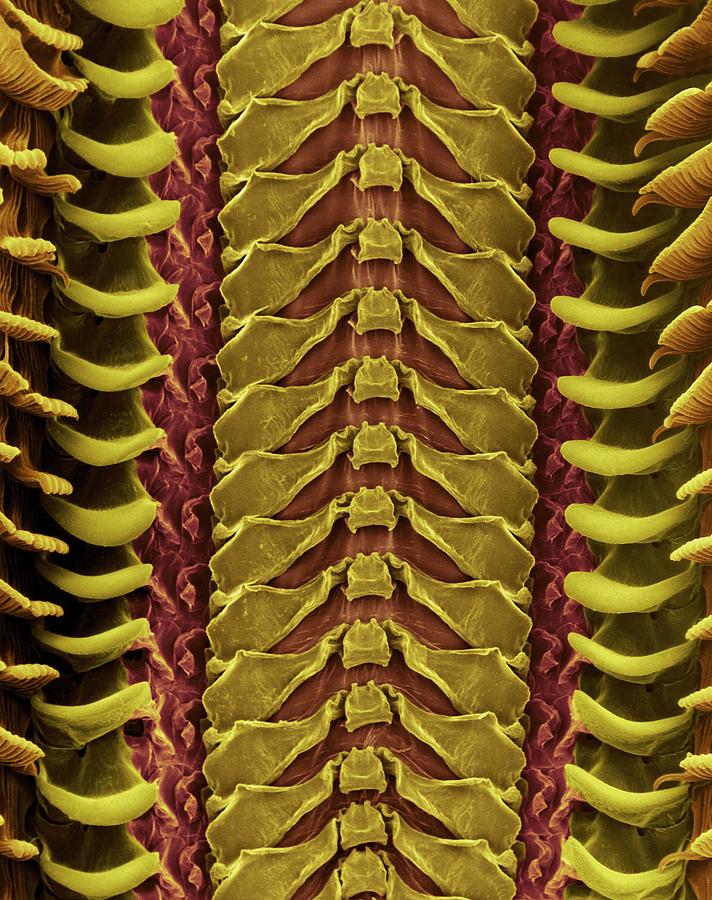 Marine Snail Radula Surface (nerita Polita) Photograph by Dennis Kunkel