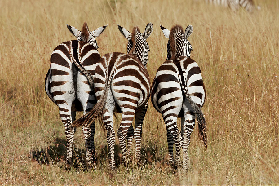 Masai Mara, Kenya, Africa Photograph by Kennet Havgaard - Pixels