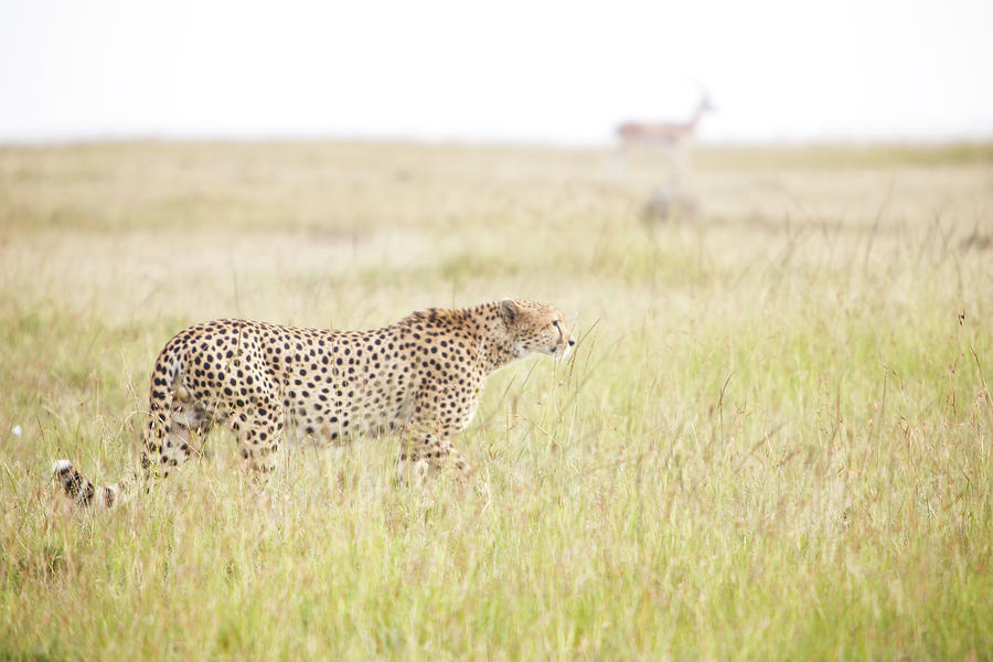 Masai Mara Reserve, Kenya #4 Photograph by Gavin Gough