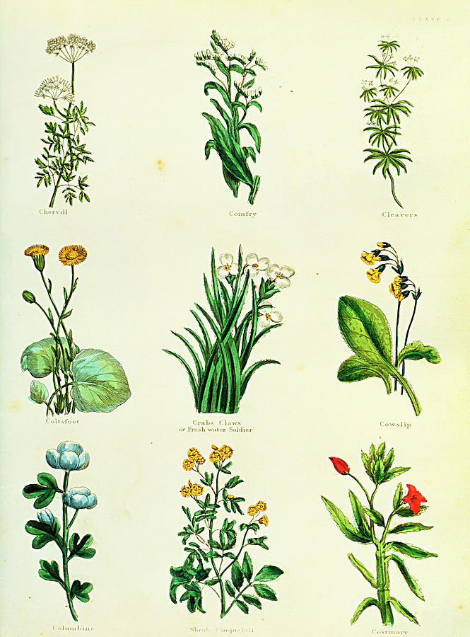 research articles medicinal herb