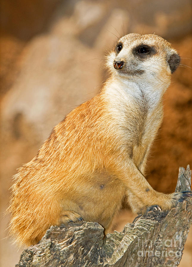 Meerkat #4 Photograph by Millard H. Sharp