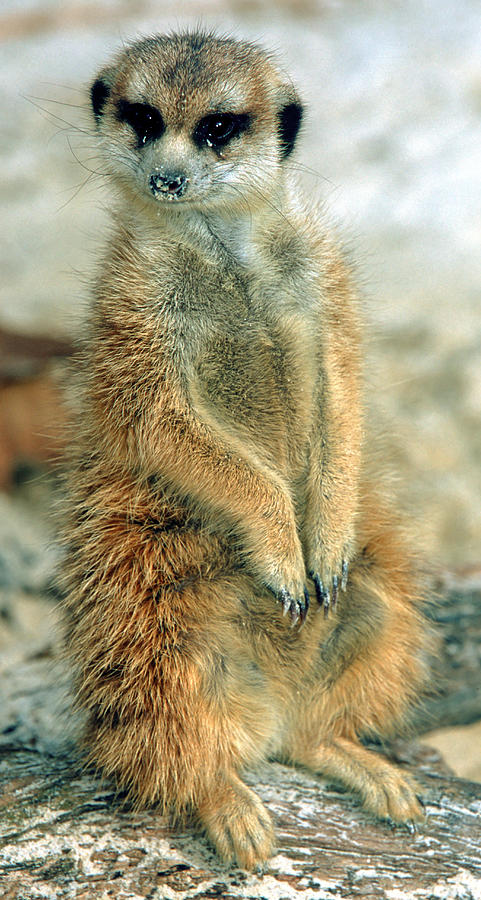 Meerkat Suricata Suricatta #4 Photograph by Millard H. Sharp