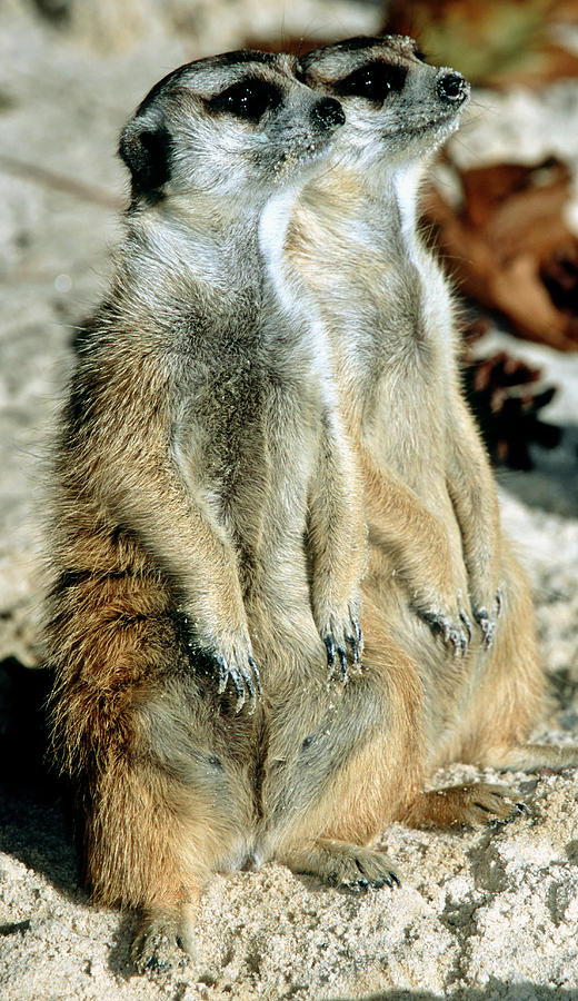 Meerkats #4 Photograph by Millard H. Sharp