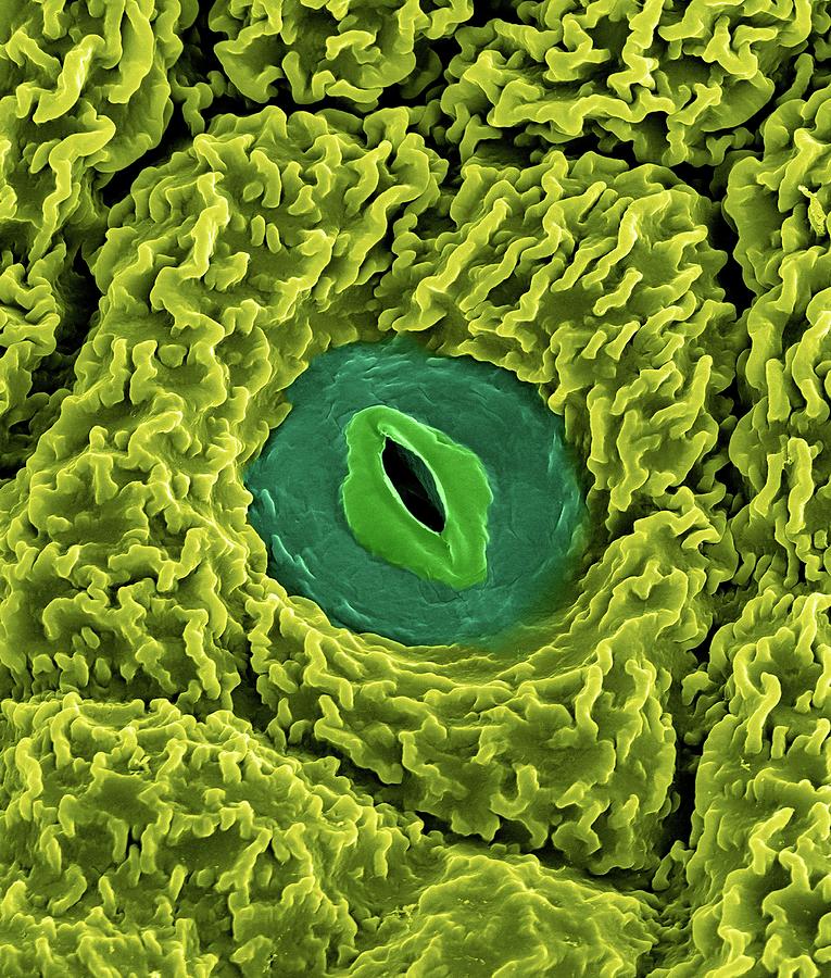 Meristem Differentiating Into An Epidermal Cell. #4 Photograph by Dennis Kunkel Microscopy/science Photo Library
