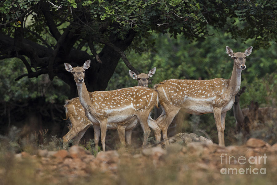 Deer Photograph - Mesopotamian Fallow deer  #4 by Eyal Bartov