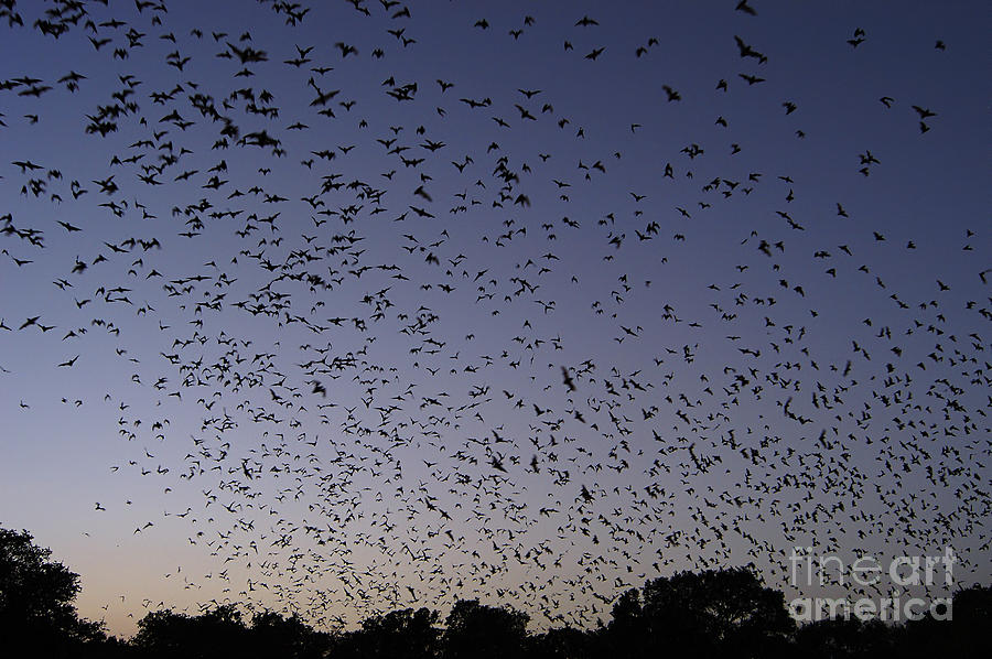 Mexican Free-tailed Bats #4 Photograph by Gregory G. Dimijian