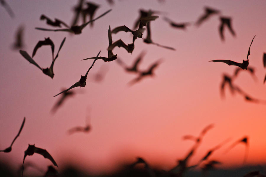 Spring Photograph - Mexican Free-tailed Bats (tadarida #4 by Larry Ditto