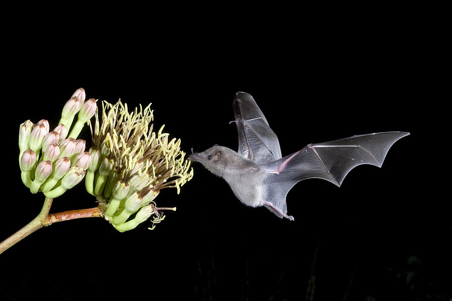 Mexican Long-tongued Bat #4 Photograph by Craig K. Lorenz