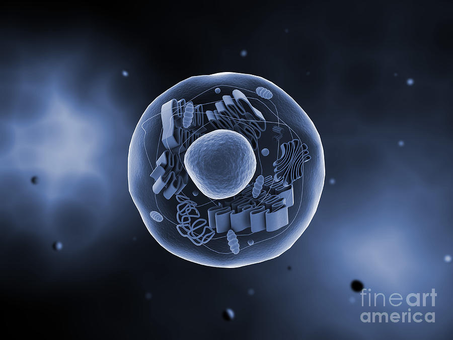 Color Image Digital Art - Microscopic View Of Animal Cell #4 by Stocktrek Images