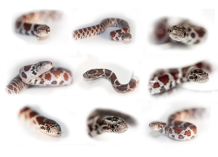 Milk Snake, Lampropeltis Triangulum #4 Photograph by Scott Camazine