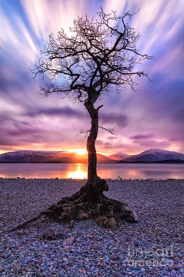 Sunset Photograph - Millarochy Bay Tree Loch Lomond #4 by John Farnan