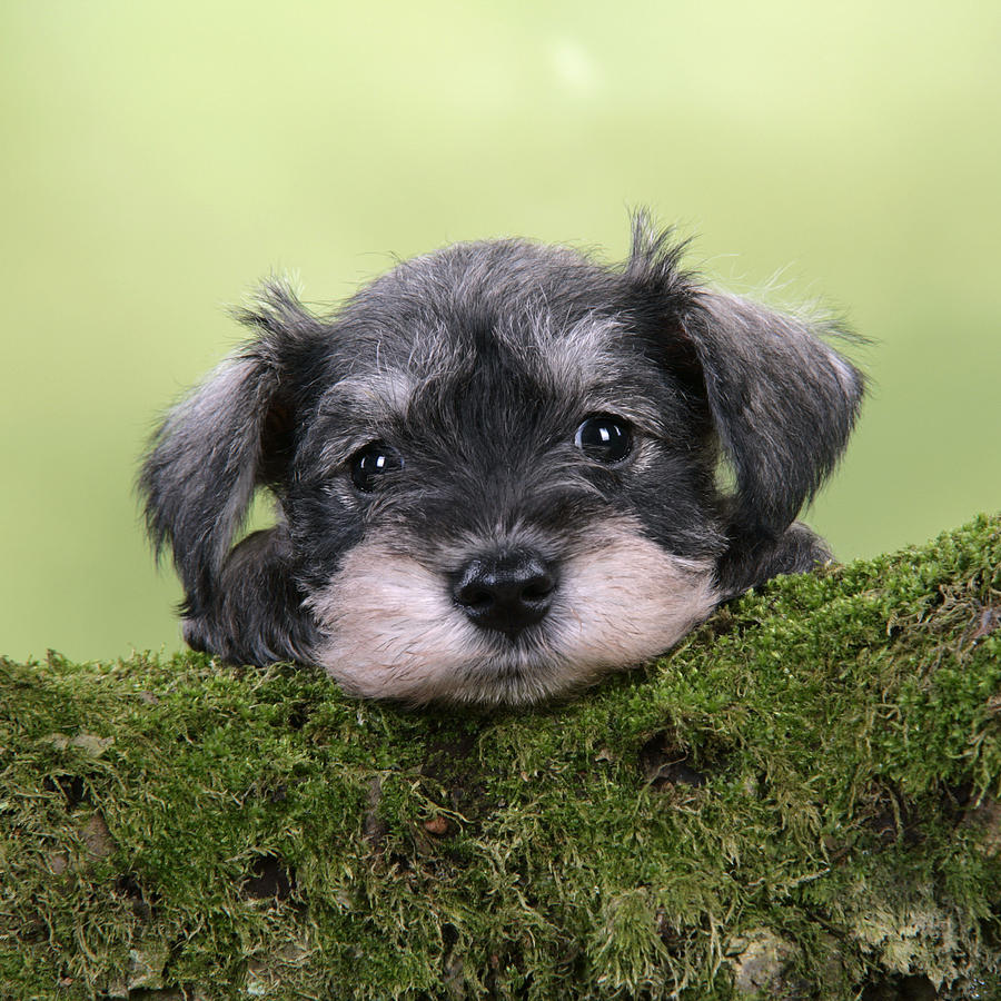 Dog Photograph - Miniature Schnauzer Puppy #4 by John Daniels