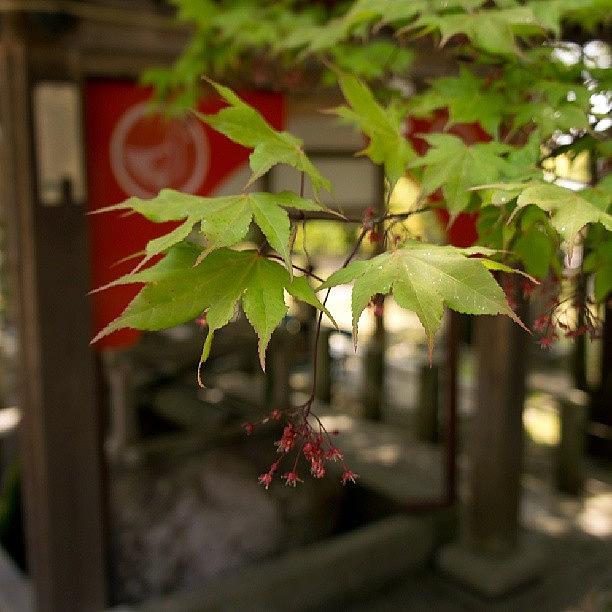 Beautiful Photograph - Miyake Hachimangu 三宅八幡宮 #4 by My Senx