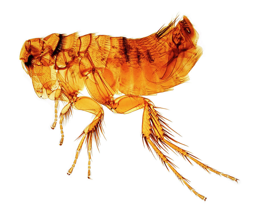 Mole Flea Photograph By Natural History Museum, London Science Photo 