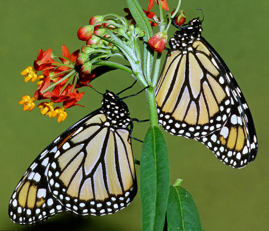 Monarch Butterflies #4 Photograph by Millard H. Sharp
